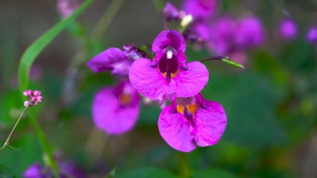 Музыка для сердца и сосудов - Нежная музыка, успокаивает нервную систему и радует душу смотреть онлайн