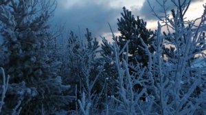 ХАСКИ на Ангаре и в сказочном лесу. Приглашаем.