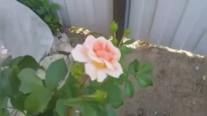 314.#Зацвели ещё новиночки Трезор 2000 и Барок?Черенки роз и гортензий через год?Избавляемся от???.