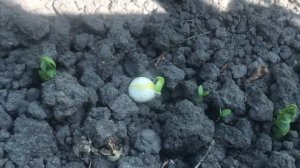 Одноногий обзор участка и растишек