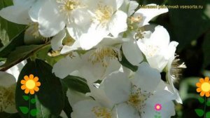 Чубушник гибридный Дам Бланш. Краткий обзор, описание характеристик philadelphus Dame Blanche