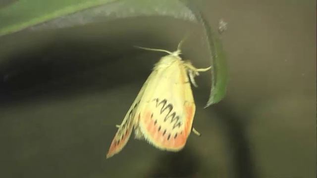 ИНСЕКТАРИЙ: 356. Лишайница Розовая (Miltochrista miniata)
