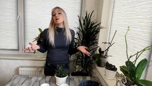 Хавортия. Уход в домашних условиях. Как размножить и рассадить хавортию детками. Неприхотливый сад