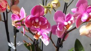 карибская мечта бабочка, Мидсаммер найт, красный лебедь и другие орхидеи ...https://t.me/Orholenta