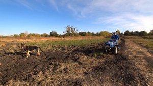 Обработка целины мотоблоком Гарден Скаут