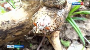 День майского жука