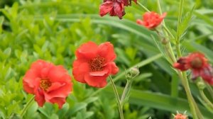 Geum chiloense 'Mrs. Bradshaw'