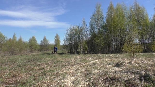 Работа легавой по направлению руки по подаче