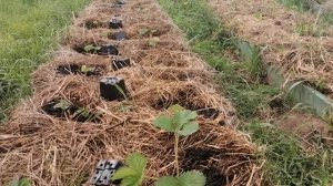 В Блокнот Клубниковода "КАК ЧАСТО ПОЛИВАТЬ КЛУБНИКУ" //С. Х. У