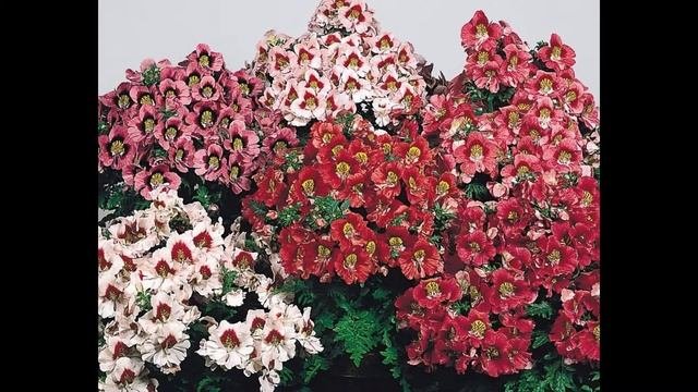 СХИЗАНТУС  или  ШИЗАНТУС  (SCHIZANTHUS)  сем. Пасленовые