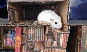 Приключения Хомы! \\ Хомячок ХОМА Проходит лабиринт Магический замок из Гарри Потера !