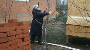 Как обрезать молодую грушу?