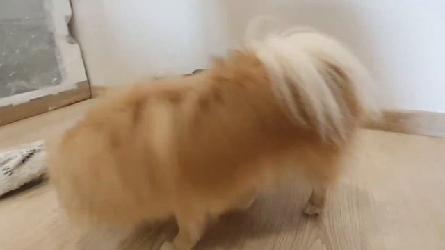 Бася Шпиц борется с "серостью"!! смотреть онлайн