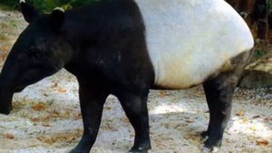 Тапиры — Тapirs1