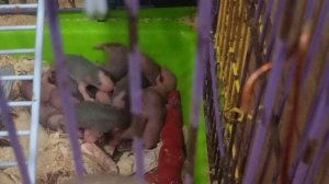Новорожденные крысята их так много