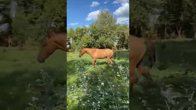 Донская лошадь  , Дончак