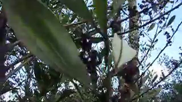 Silver colored Acacia tree ~ unknown name смотреть онлайн