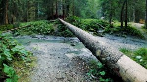 Звуки Живой Природы: Лесной Ручей