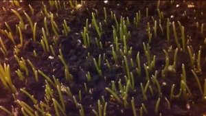 прорастание пшеницы