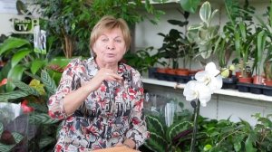 Приствольный круг ? В чем плюс перекопки? Мульчирование, задернение
