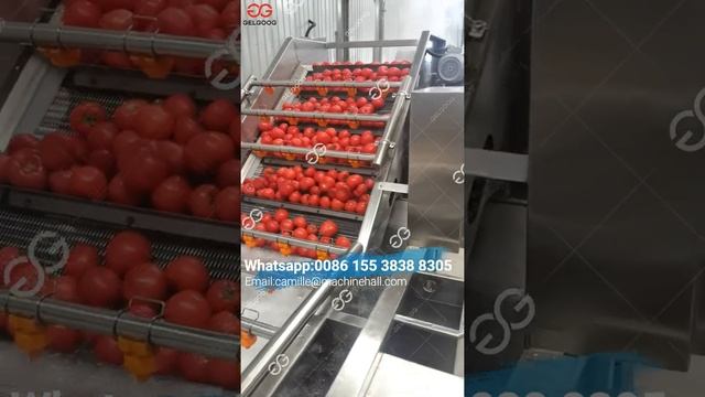 Industrial Tomato Fruits Washing Machine