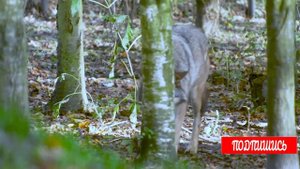 Встретили волка в лесу. Разошлись мирно