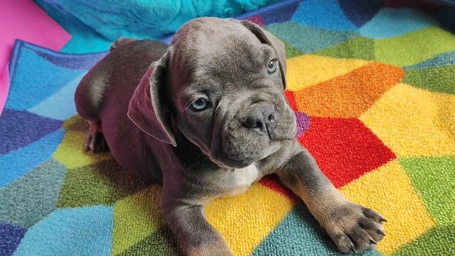 незабудка голубая ,мальчик французский бульдог,в окрасе голубой подпал +79788042422 смотреть онлайн