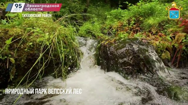 Вепсский лес