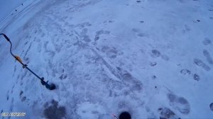 Зимняя рыбалка. Ловля Берша на тюльку. СНАСТЬ для ловли берша!