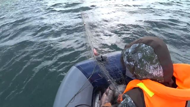 Рыбалка на свой страх и риск. Лов кеты на сетку. смотреть онлайн