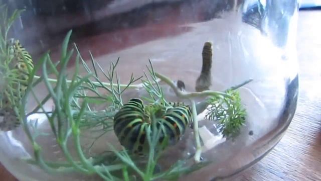 Чем кормить Гусеницу Махаона смотреть онлайн