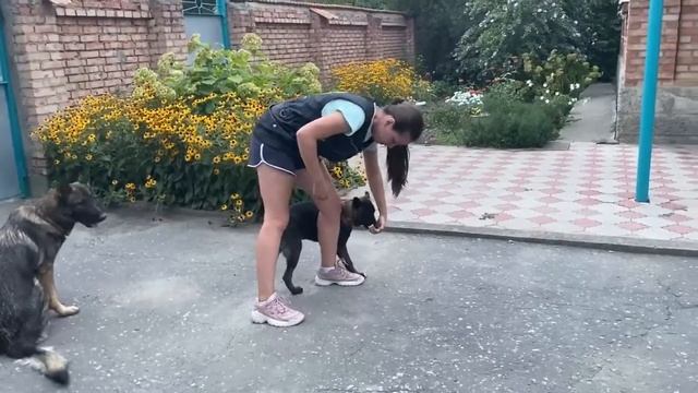 ФанДогс  5 простых упражнений для разминки и мотивации  Истрия дворняжки смотреть онлайн