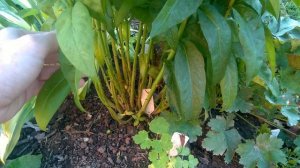 СЕРА СПАСЕТ РОЗЫ и ФЛОКСЫ от ТЛИ и МУЧНИСТОЙ РОСЫ!