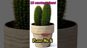 Best cactus plant 13 photos  beautiful cactus plant VIP. All variety cactus plant