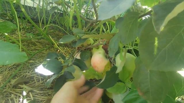 Обзор сортов яблони. Урожай 2022. смотреть онлайн