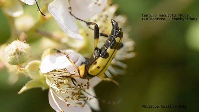 Leptura maculata. смотреть онлайн