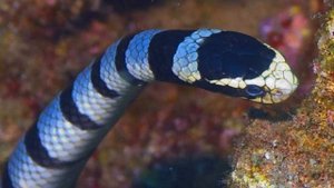 Belcher’s Sea Snake