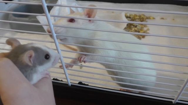 Как познакомить двух крыс? ШАГ 1 смотреть онлайн