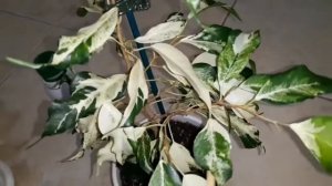 Фикус Курли и Старлайт! Что между ними общего??