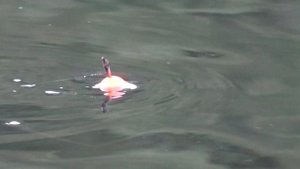 РЫБАЧИМ В ЗАЛИВЕ БАРЕНЦЕВА МОРЯ НА УДОЧКУ