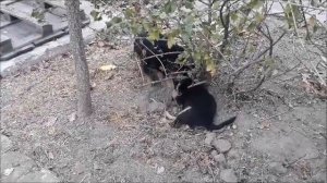 Игры щенков немецкой овчарки