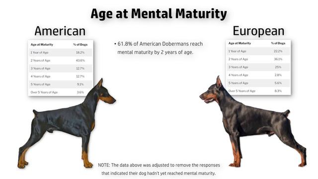 Behavior Differences Between American and European Dobermans смотреть онлайн