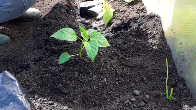 Добавьте ЭТО при посадке Рассады Перца и Урожай Вас Удивит! #удобрениедляперца