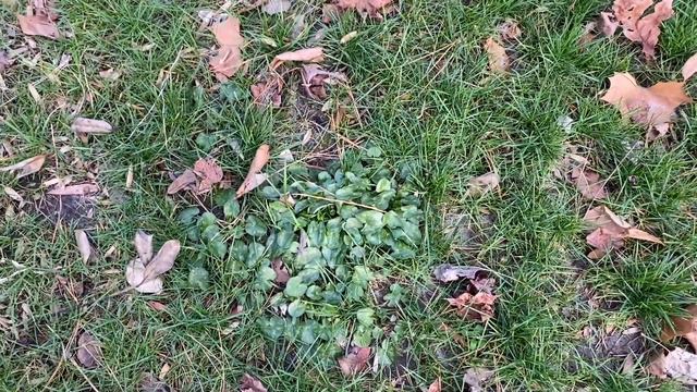 Crash Course In Early Cool Season Weed Control смотреть онлайн