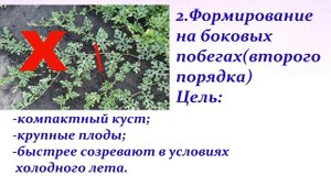 Арбузы.Как выбрать схему формирования в открытом грунте.Ответы на вопросы.