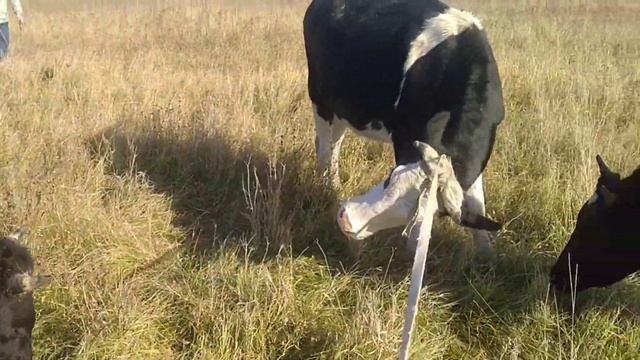 бехуда нагутиян Ки рузи жума бехтарин рузай МО да имруз омадкард смотреть онлайн