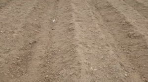 Как я укрываю грядки черной пленкой.