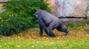 Гориллы. Обезьяны Гориллы. Видео с Гориллами. Видео Обезьяны. Гориллы Видео. Футажи для видеомонтаж