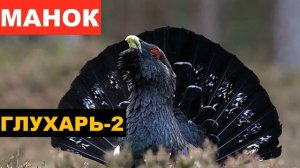 ?ГОЛОС (МАНОК) ГЛУХАРЬ 2