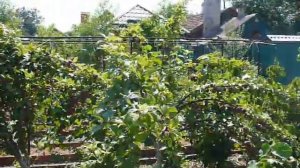 слива АНЖЕ колонна превращается в пальму. Columnar plum super harvest.